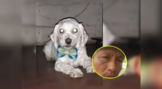 Nuevo caso de maltrato animal en Los Olivos