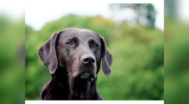 Mataron a perrita labrador en Chorrillos Mataron a perrita labrador en Chorrillos