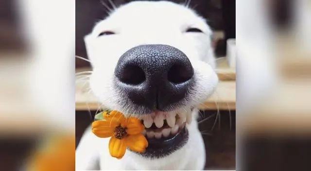 Es primordial el cuidado bucal de tu mascota para no contraer ninguna enfermedad a futuro