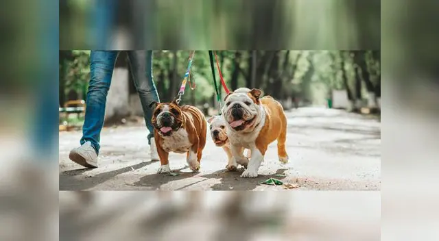 Cuando tu perro ya se ha aclimatado al collar es hora de que coloques su correa