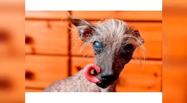 Murió el perro más feo del mundo Murió el perro más feo del mundo