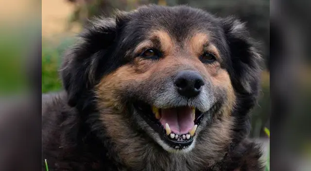 Estudiantes de San Marcos lloran la partida de 'Perrovaca'