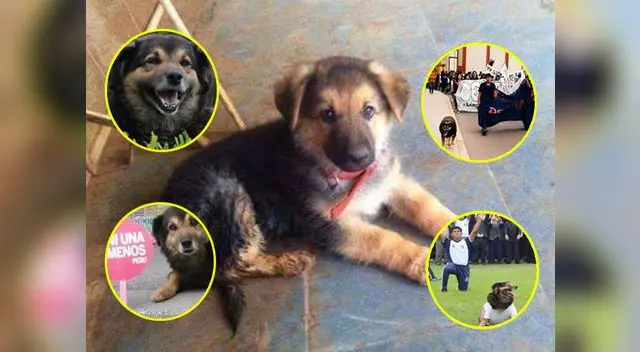 Hasta siempre, 'Perrovaca'