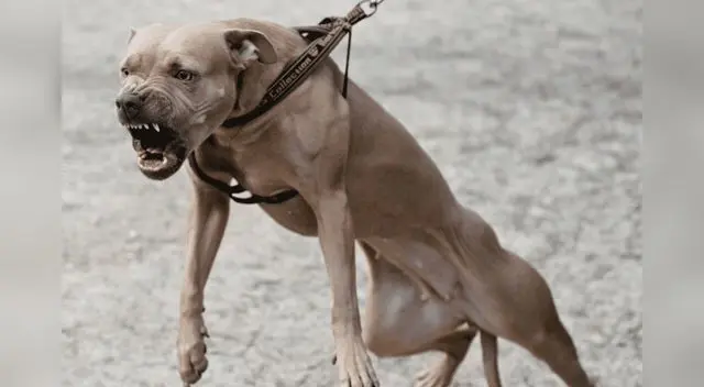 Perro atacó en cuatro oportunidades a pareja en Trujillo Perro atacó en cuatro oportunidades a pareja en Trujillo