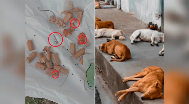 Vecinos del distrito de Barajas, en Madrid, detectaron el hecho 