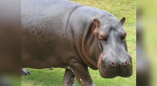 Hipopótamo celebrará sus 10 años en Parque de las Leyendas