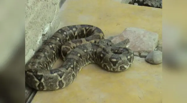 Una boa apareció en el Callao