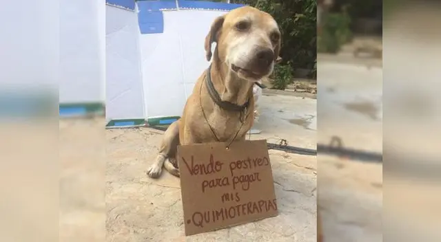 Historia del perro que vende postres para pagar quimioterapia se ha vuelto viral
