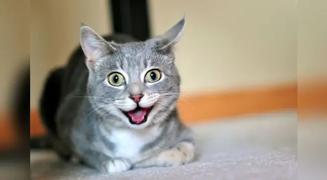 Existen varias maneras para complacer a tu gato