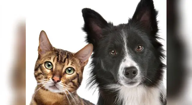 Banco de sangre para perros y gatos permitirá que tenga acceso a transfusiones de sangre