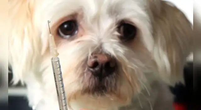 Ten en cuenta todos los consejos para cuidar a tu mascota Ten en cuenta todos los consejos para cuidar a tu mascota