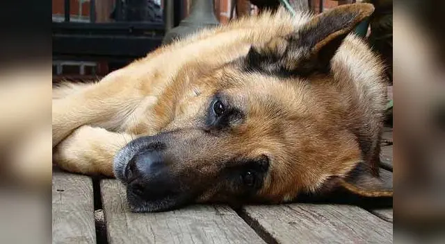 Las causas pueden ser infinitas pues depende de la actividad cerebral de cada perro.