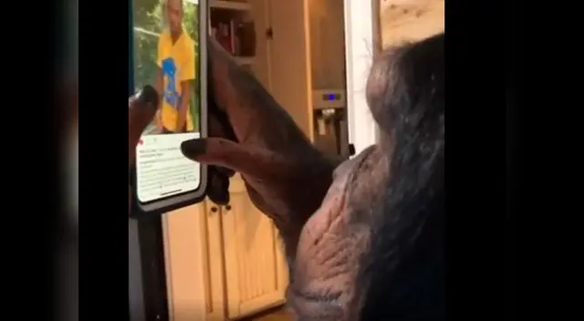 El curioso animal se ha convertido en un personaje muy buscado en redes sociales