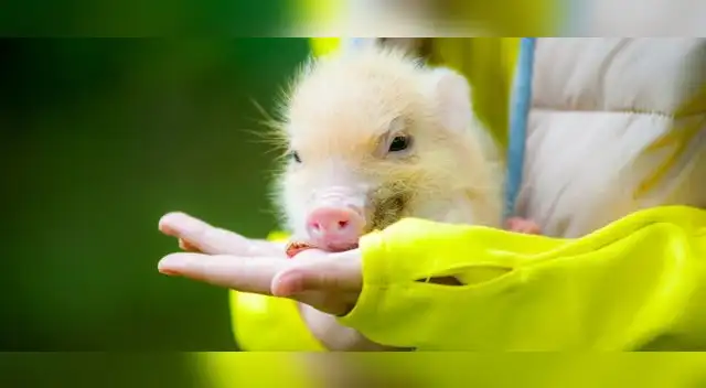  Debes tener mucho cuidado al tener uno y asegurar de que provienen de un criadero especializado 