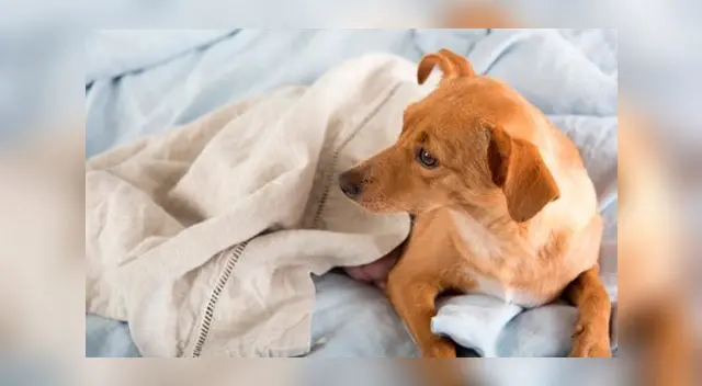 Durante el parto no debes intervenir a menos que sea necesario