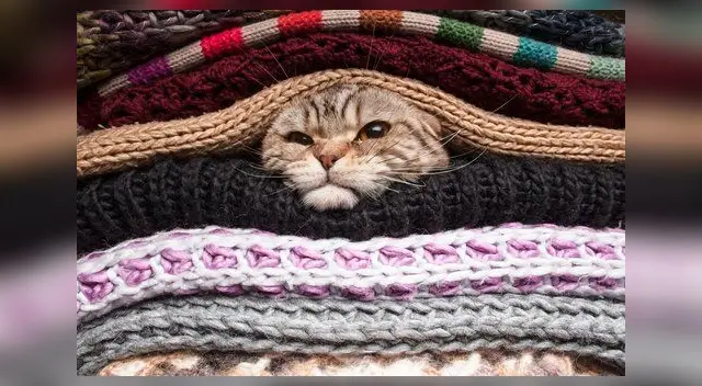 Durante el invierno, será mejor que tu minino pasee por las tardes, cuando las temperaturas son más amenas