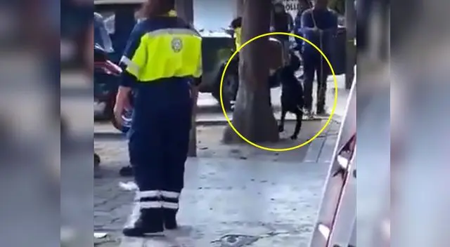 Nuevo caso de maltrato animal en México Nuevo caso de maltrato animal en México