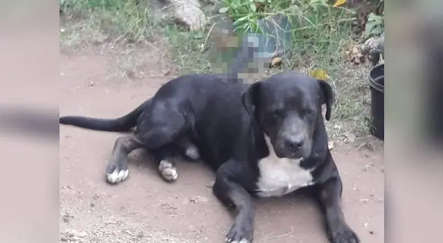 Maltrato animal en Argentina Maltrato animal en Argentina