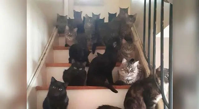 Activistas vacunaron y esterilizaron a felinos