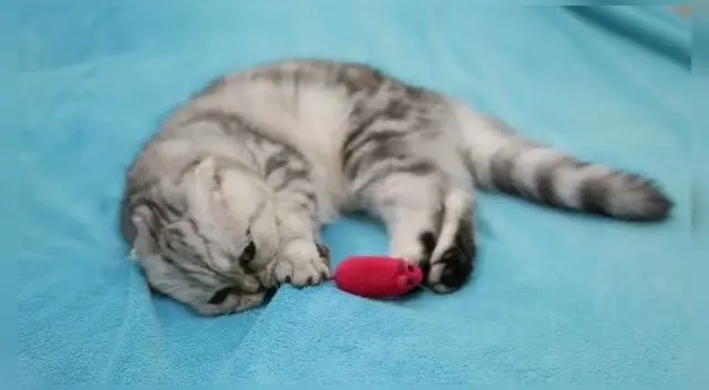 el juego debe ser para ejercitar a tu gato físicamente y que agudice su destreza