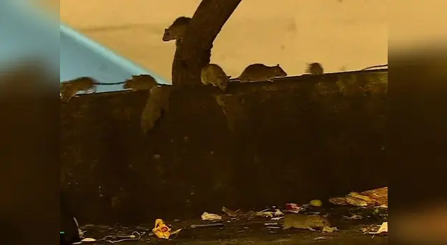Alerta sanitaria por plaga de roedores en el puente Canadá Alerta sanitaria por plaga de roedores en el puente Canadá