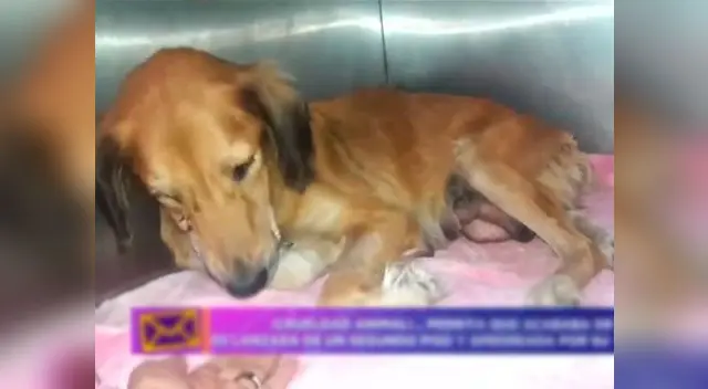 Denuncian maltrato animal en El Agustino Denuncian maltrato animal en El Agustino