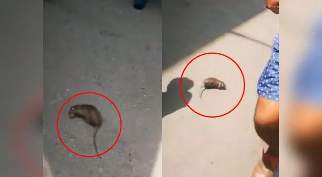 Denuncian presencia de roedores en hospital Denuncian presencia de roedores en hospital