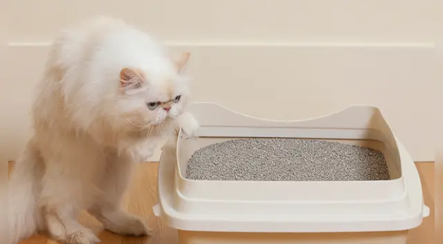 Algunos gatos son estreñidos la mayor parte de sus vidas y sus propietarios no se enteran, porque no son conscientes de los signos más sutiles del problema