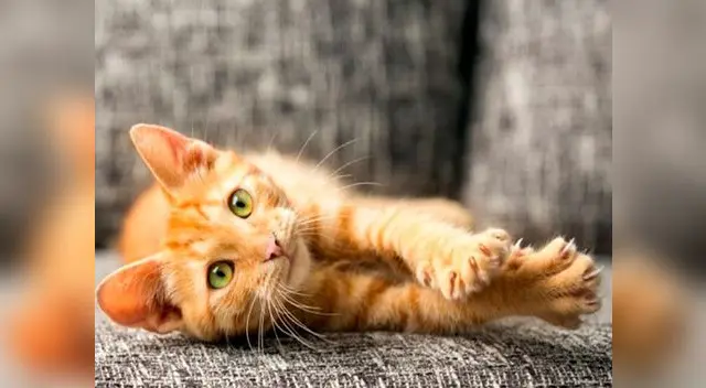 A menudo los gatos arañan los muebles para liberar energía o estrés. Por eso, dedica unos minutos al día a jugar con ellos