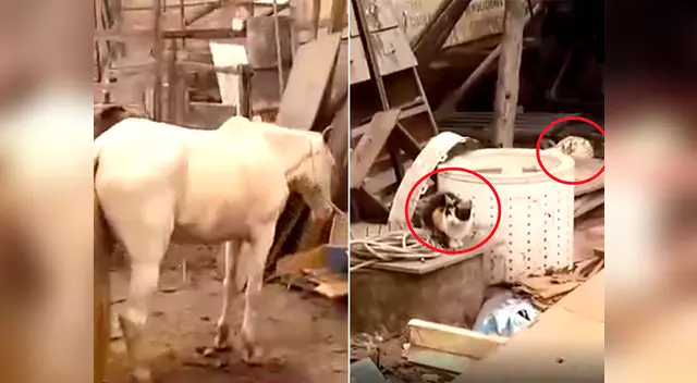 Avícola de San Martín de Porres era totalmente insalubre Avícola de San Martín de Porres era totalmente insalubre