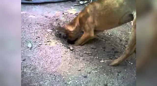 Perro rescata a bebé en Tailandia Perro rescata a bebé en Tailandia