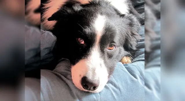 Consejos para cuidar a tu perro durante un sismo Consejos para cuidar a tu perro durante un sismo