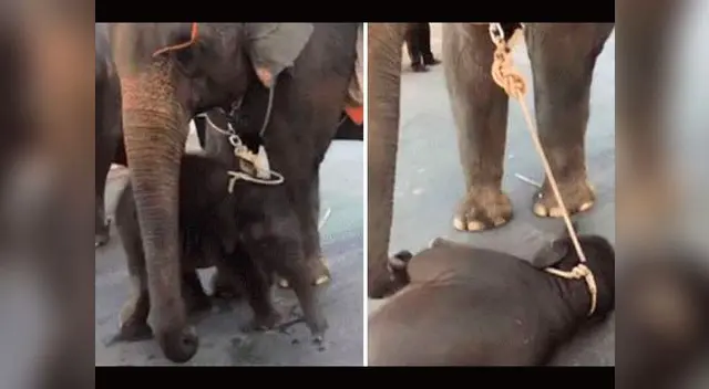 Imágenes causaron indignación en usurios 