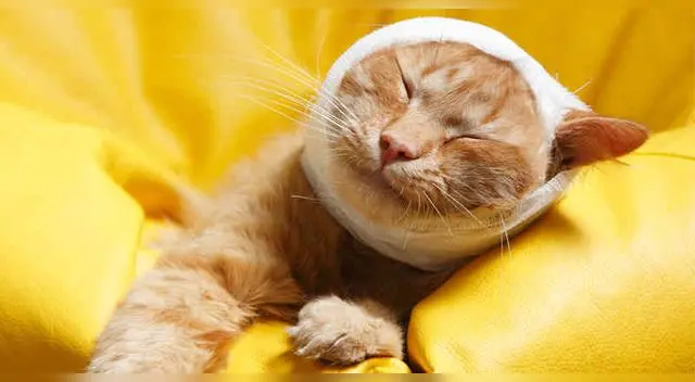 Cada una de las lesiones que pueda sufrir un gato requiere unos cuidados diferentes