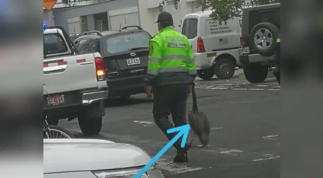 Ave alborotó calles del distrito de San Isidro Ave alborotó calles del distrito de San Isidro