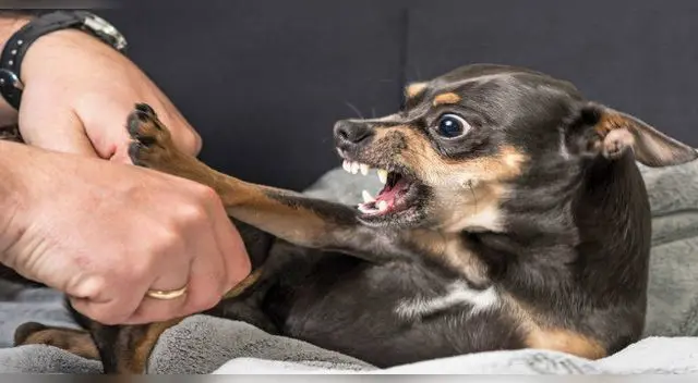 La genética juega un papel muy importante en la conducta de un perro