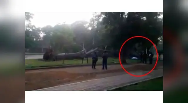Arbol cayó encima de hombre en parque de Chaclacayo y lo mató Arbol cayó encima de hombre en parque de Chaclacayo y lo mató