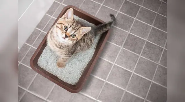 En el mercado podemos encontrar diferentes modelos de bandejas de arena En el mercado podemos encontrar diferentes modelos de bandejas de arena