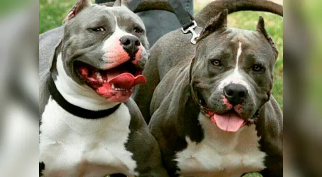 La dueña de los pitbull enfrenta cargos por las lesiones del delincuente La dueña de los pitbull enfrenta cargos por las lesiones del delincuente