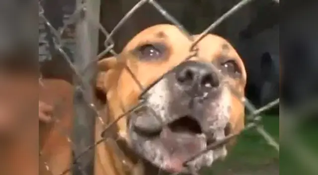 Dos Pitbulls serían sacrificados tras atacar a un ladrón Dos Pitbulls serían sacrificados tras atacar a un ladrón