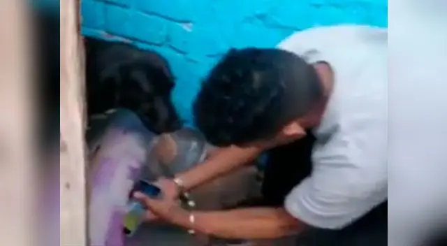 Delincuente ocultó celular robado debajo de colchón de su perro Delincuente ocultó celular robado debajo de colchón de su perro