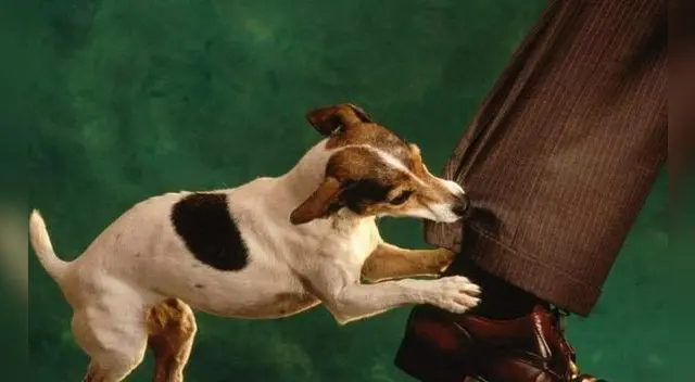 Según las estadísticas del Ministerio de Salud en nuestro país, anualmente se registran más de 56 mil casos de mordidas por animales Según las estadísticas del Ministerio de Salud en nuestro país, anualmente se registran más de 56 mil casos de mordidas por animales