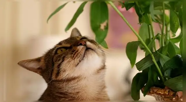 Evita que tengan contacto con estas plantas