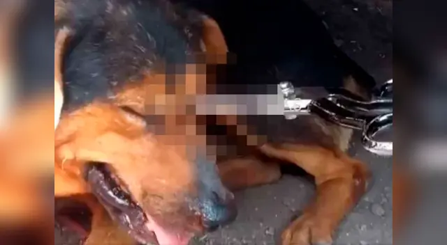 El can de la calle fue víctima de maltrato y vecinos piden justicia