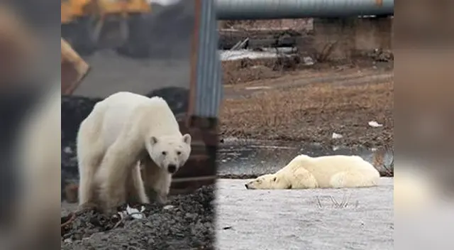Oso desnutrido como consecuencia del calentamiento global Oso desnutrido como consecuencia del calentamiento global
