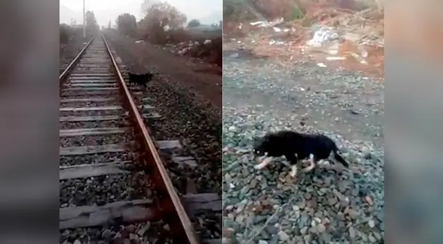 El can fue dejado en las vías del tren para esperar la muerte El can fue dejado en las vías del tren para esperar la muerte