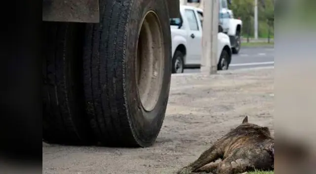 Una cámara grabó el instante en que un sujeto escapó del lugar y dejo al animal herido Una cámara grabó el instante en que un sujeto escapó del lugar y dejo al animal herido