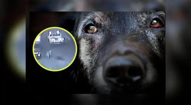 Un nuevo caso de maltrato animal fue registrado en Huachipa Un nuevo caso de maltrato animal fue registrado en Huachipa