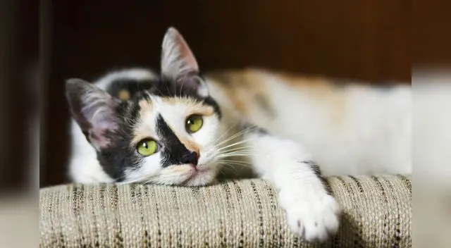 Estas recomendaciones para dejar a los gatos solos en casa facilitarán las cosas para el dueño y su mascota Estas recomendaciones para dejar a los gatos solos en casa facilitarán las cosas para el dueño y su mascota