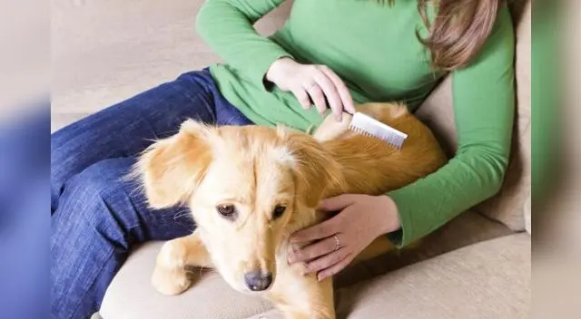 Los cepillos de tipo rastrillo son perfectos para eliminar el pelo muerto en perros con el cabello muy largo y el pelaje grueso